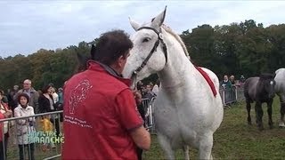 Fête du Cheval Percheron à l'Arche de la Nature (Le Mans)