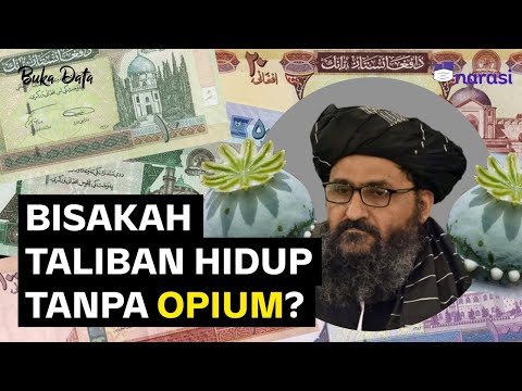 Video: Tumbuhan Popi Oriental - Ketahui Cara Menjaga Poppi Oriental