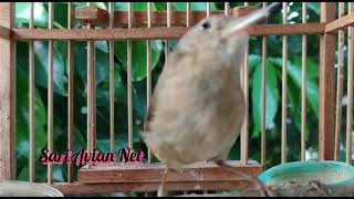 Download Lagu BURUNG WERGAN JAWA GACOR NGEBREN COCOK JADI PANCINGAN OMBYOKAN MP3 Download Lagu BURUNG WERGAN JAWA GACOR NGEBREN COCOK JADI PANCINGAN OMBYOKAN MP3