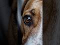 This Is Why Dogs Are Different #animals #wildlife #facts #shorts