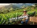 Cultivo de Cardamomo: La semilla que triunfa en Antioquia - TvAgro por Juan Gonzalo Angel