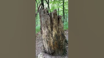 I found the real Groot in the forest