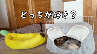 そろそろ涼しいベッドが良いんじゃない？夏用ベッドを置いてみた