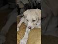 no reaction 😂#funnydog #viraldog #tayzothelab #labradorpuppy #funnypetshort