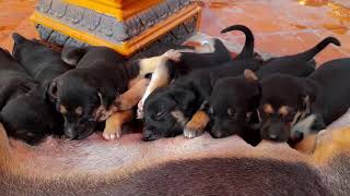 Wow! These puppies love so much milk! At least three times per day