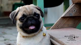 МОПСЫ ЩЕНКИ продажа Pug`s Puppy sale МОПСЫ ЩЕНКИ продажа Pug`s Puppy sale