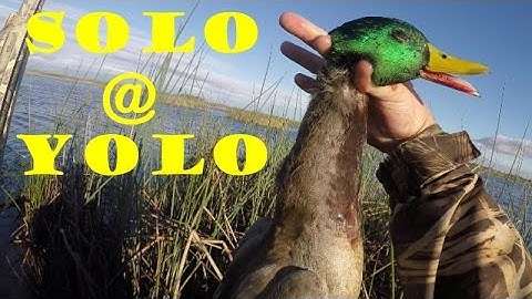 Duck Hunting NorCal - Yolo Wildlife Refuge - 2016.10.30