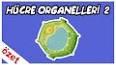 Ökaryot Hücre Organelleri ile ilgili video