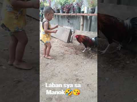 Hinahamon ang Manok na Suntukan🤣 apaka tapang ng batang ito🤣❤️