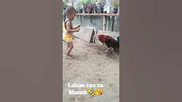 Hinahamon Ang Manok Na Suntukan Apaka Tapang Ng Batang Ito 