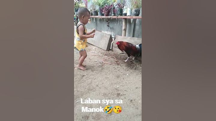 Hinahamon ang Manok na Suntukan🤣 apaka tapang ng batang ito🤣❤️