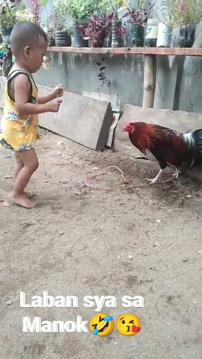 Hinahamon ang Manok na Suntukan🤣 apaka tapang ng batang ito🤣❤️