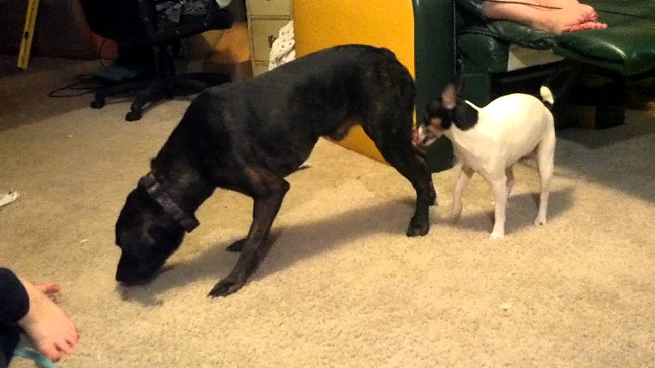 Girl dog humps boy dog YouTube