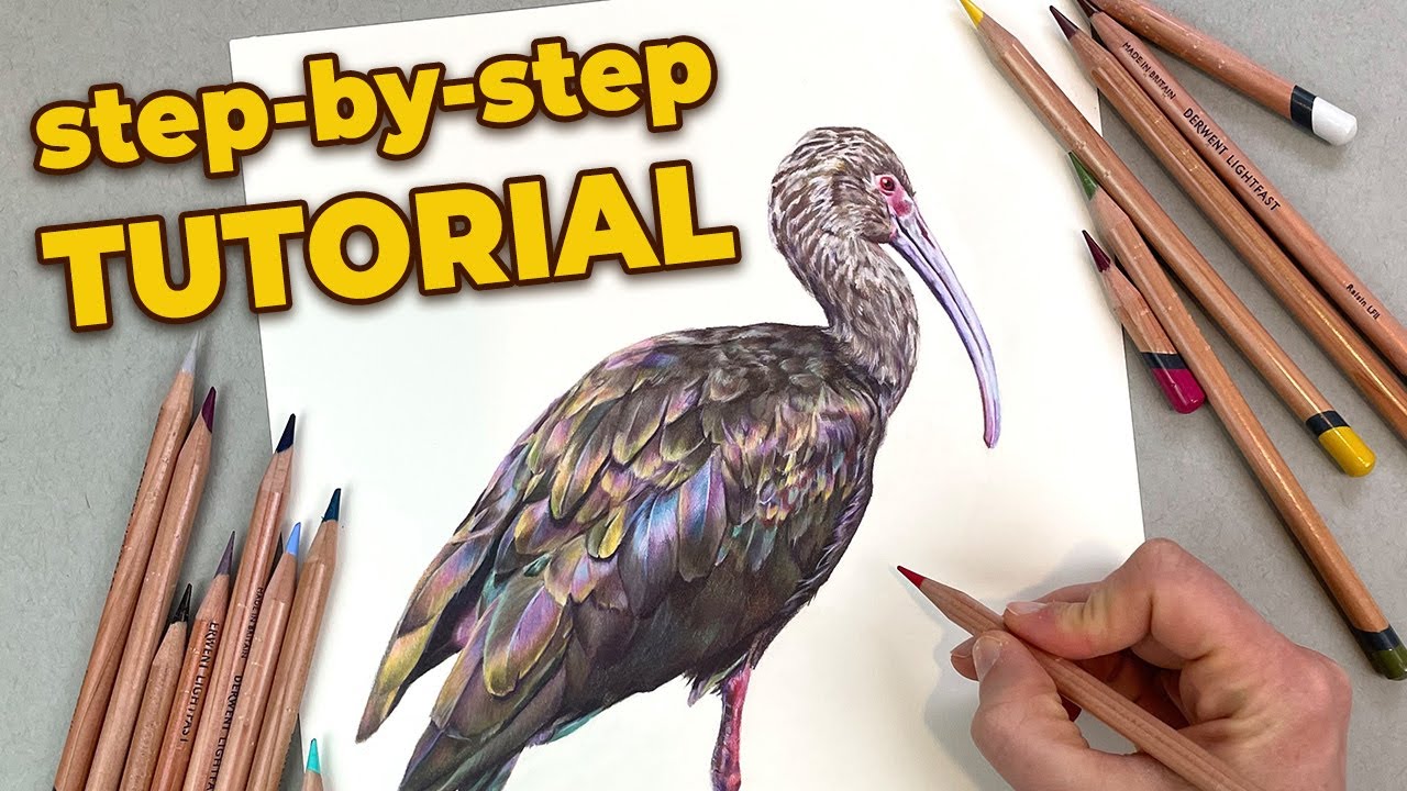 How to Draw a Realistic Bird in Colored Pencil Step-by-Step