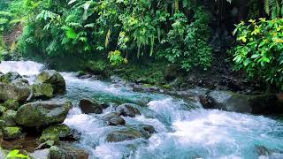 Cascade & Stream flowing in the Forest. Mountain Stream Nature Sounds for Sleep and Relaxation.