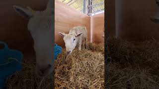 Susan&#39;s up! progress each day - still terribly thin but able to stand now. 😊 #sheep #farmlife