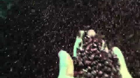 bean/pulse color sorter/kidney bean color sorter/color sortex in factory