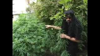 Jorge Cervantes - Ultimate Grow 2 clip3