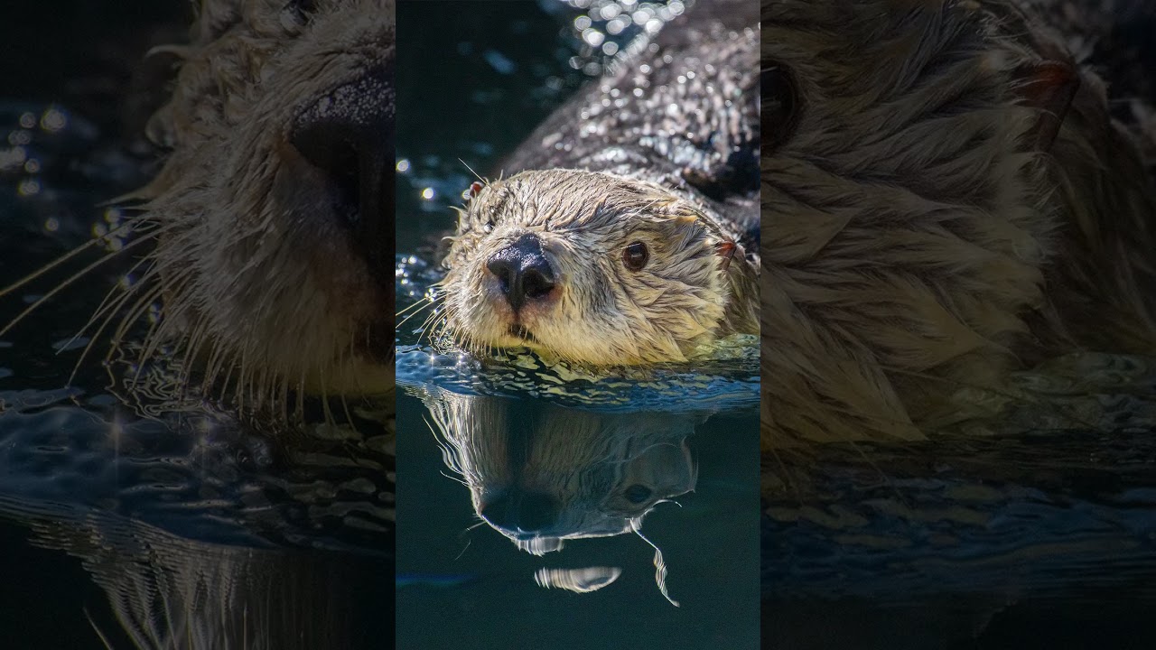 Meet Clara the rescued sea otter at Point Defiance Zoo & Aquarium