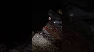 Releasing Baby Shark After Night Fishing Resimi