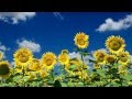 Sunflower Growing Stages - animation