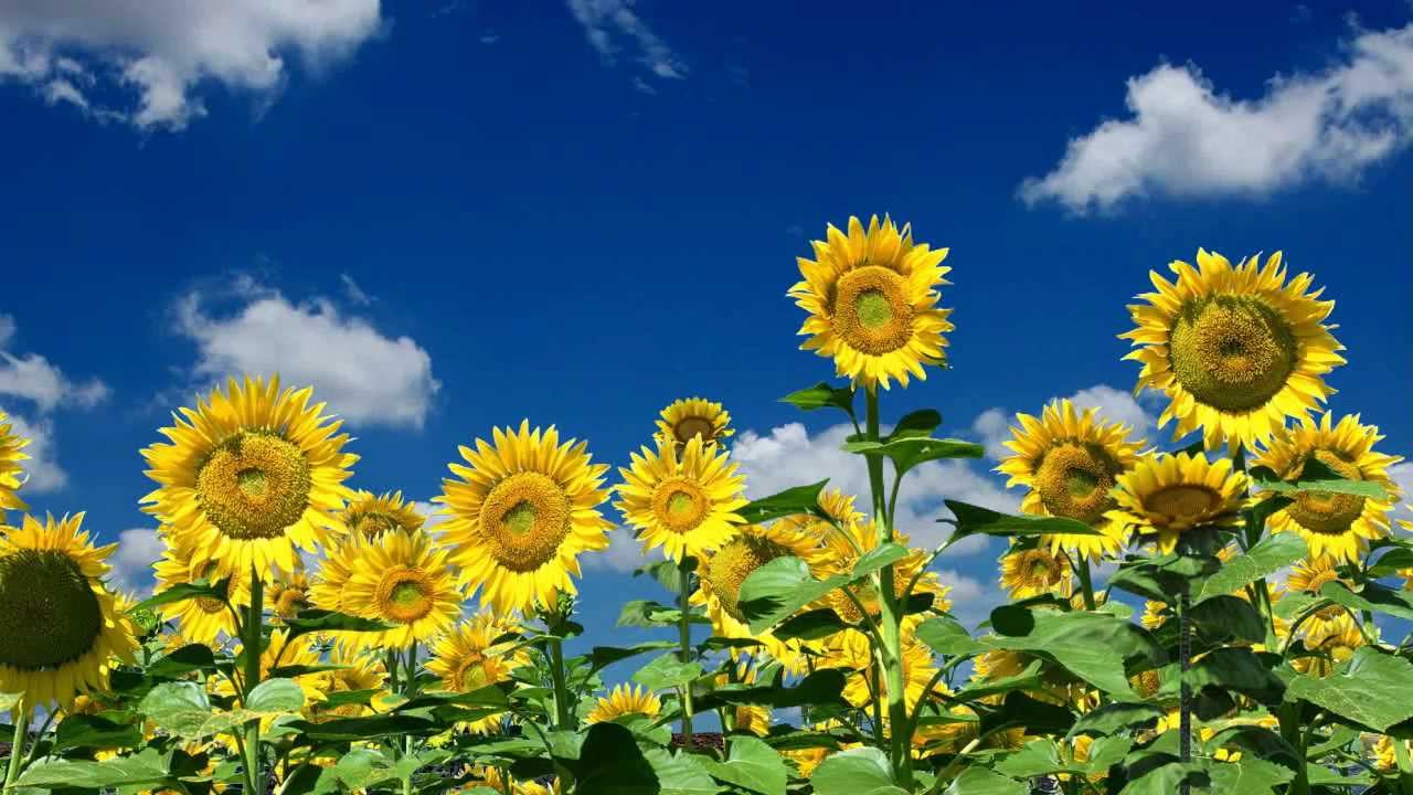 Sunflower Growing Stages - animation - YouTube