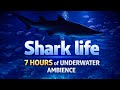 Shark Home Aquarium | 7 Hours of Deep Underwater Ambience for Sleep