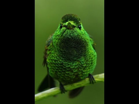 Emji — Emji : l'oiseau vert (album Folies Douces - 2016)