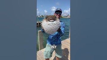 Nếu bắt gặp cá nóc #facts #amazingfacts