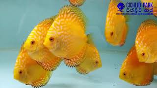 Yellow Checkerboard Discus @ Cichlid Park