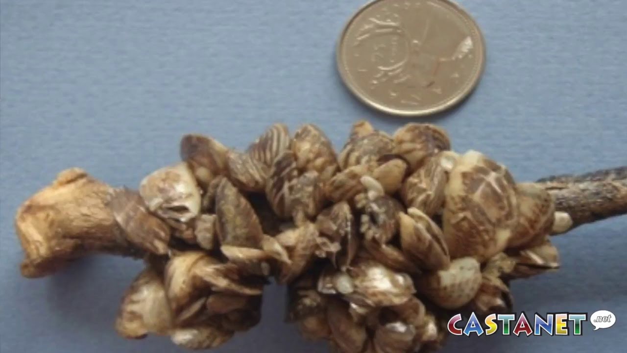 Funding to stop invasive mussels - YouTube