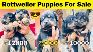 High Quality Rottweiler Puppies For Sale at very Cheap Price| Only ₹10000 | Rottweiler by Vaibhav Dog's World 1,291 views 2 months ago 1 minute, 30 seconds