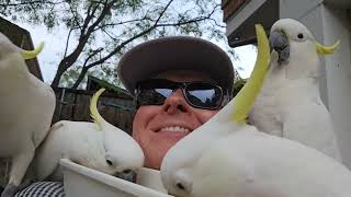 Buried in birbulators. Wild Aussie cockatoos