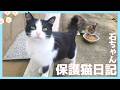 「石ちゃん保護猫活動日記【その後】8」【日常】【保護猫】 #初心者 #沖縄 #cat #チャンネル登録宜しくお願い致します