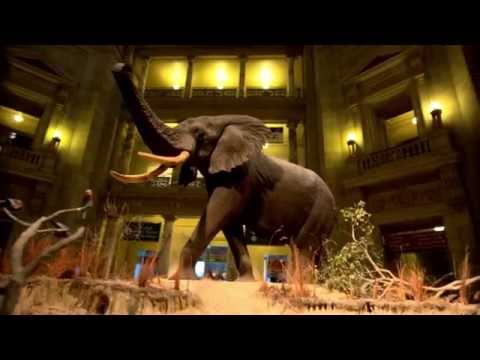 Video: Smithsonian'ın Amerika Hindistanlılarının Milli Muzeyi