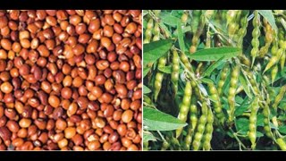 AGRONOMY (REDGRAM) By NIRAJAN UPDAHYA || New Sarvottam Agriculture Academy screenshot 4