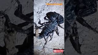Black Scorpion King scorpion scorpions scorpiotarot petsworldtamil doginformation short