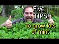 5 Tips How to Grow a Ton of Mint in one Container or Garden Bed