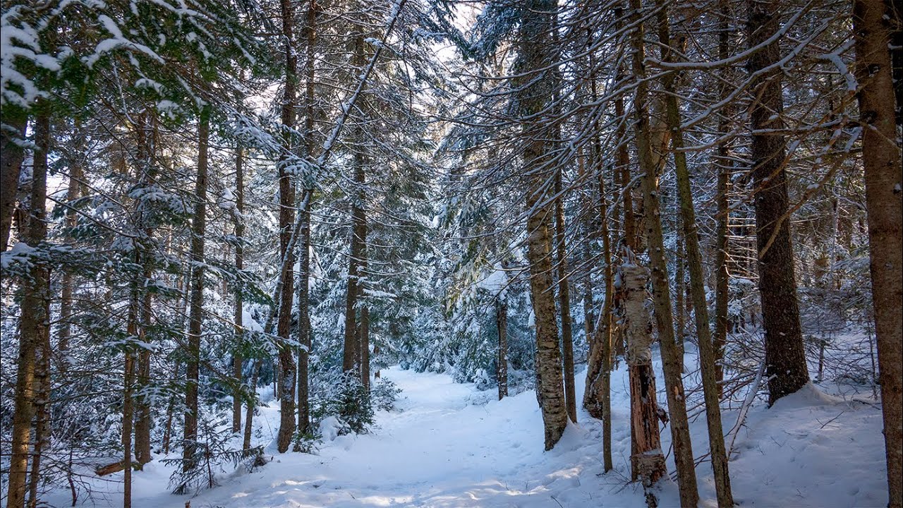 Arctic Blast (3 February 2023)