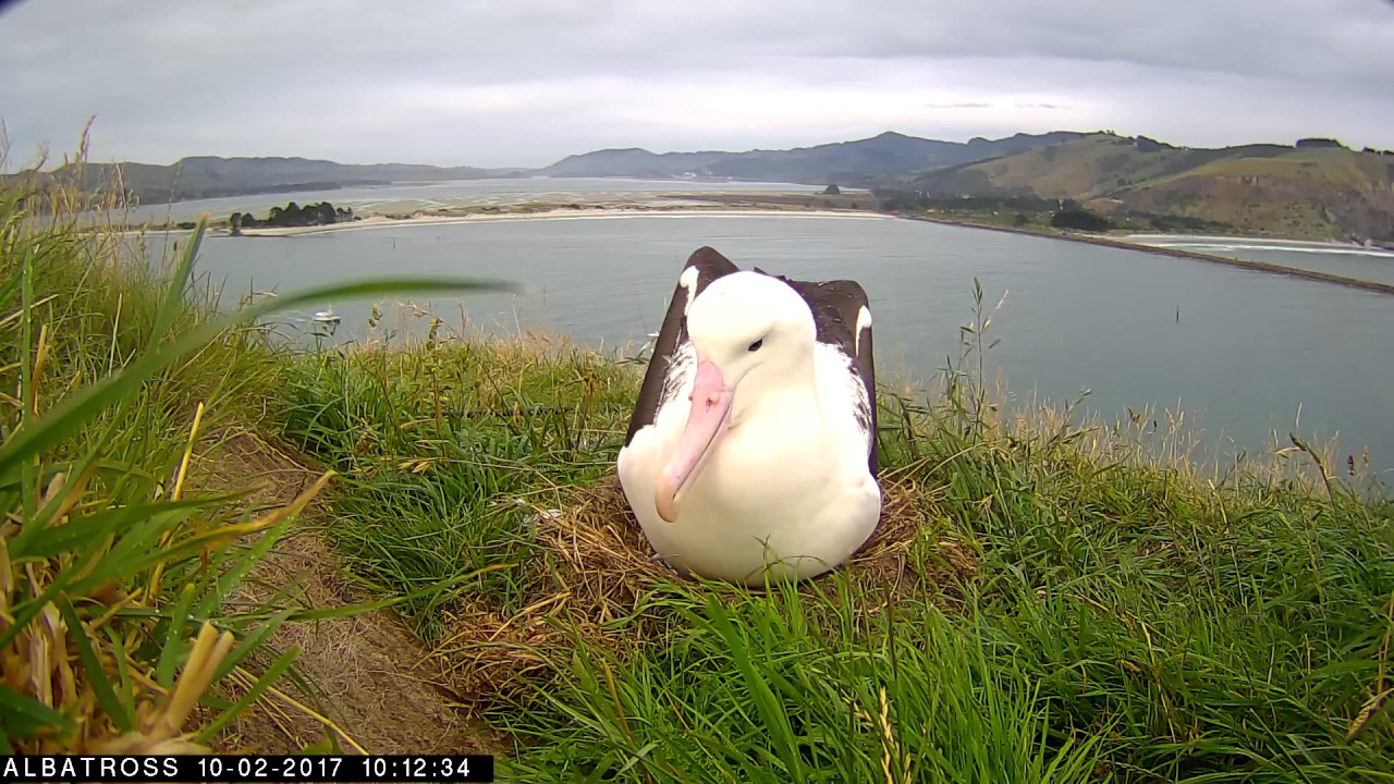dunedin railway #RoyalCam 2017 highlights: On the nest with dad