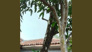 Download lagu NU paling genah jadi pagawe kantorna