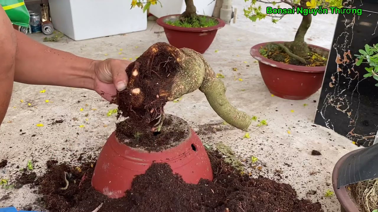 Нарезаем и придаем золотистому абрикосу форму монстра.