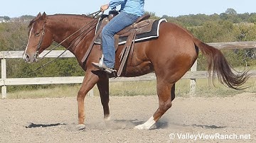 I Am A Little Booger - jogging, loping, stops, turns! - ValleyViewRanch.net