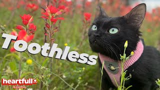 Meet Toothless: The Fierce and Adorable Cat with Dwarfism