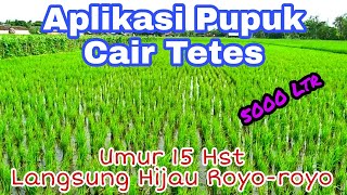Farmers APPLICATION OF Drip LIQUID FERTILIZER FOR RICE PLANTS WITH A DOSAGE OF 5000 LTR RICE
