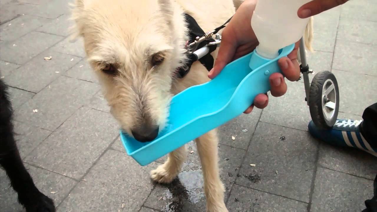 Presa eficaz Evento bebedero de agua portátil para perros - YouTube