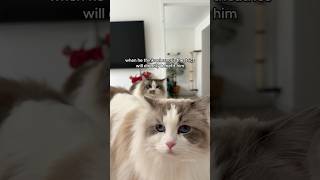Eleanor is the hunter  and the gatherer. George just eats #sirgeorge #ragdoll #cat