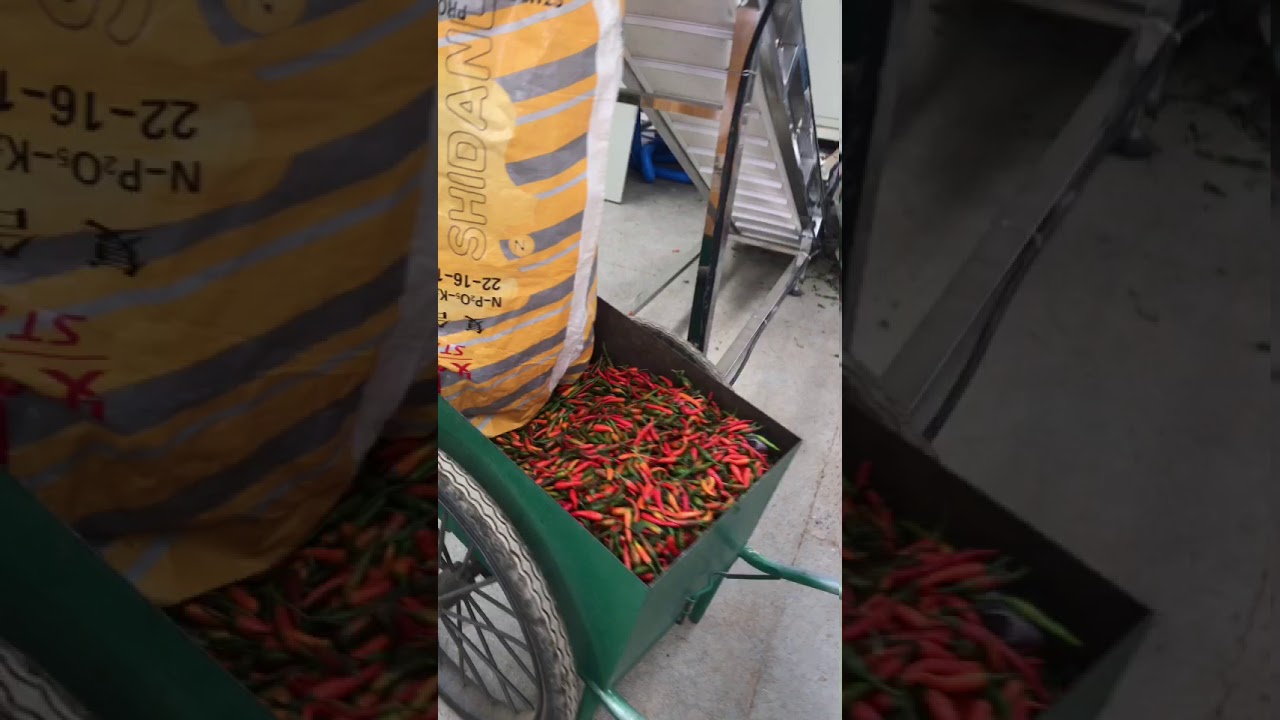 Color sorter applied to fresh chili processing