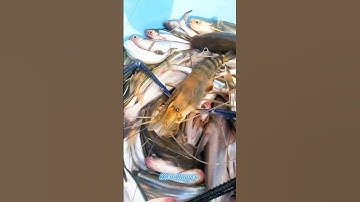 #Shorts / Câu tôm càng xanh cá xác sọc quá phê miền tây sông nước #KiềmRapper