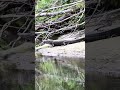 🐊 #alligators